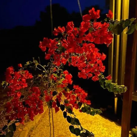 Hotel Tiny House Patara Kaş
